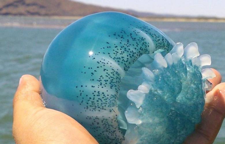 Sonora: Inicia la captura de medusa en Mar de Cortés