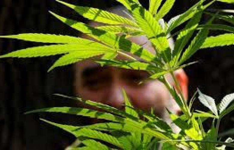 Tetecala Primer poblado de América Latina en legalizar el cannabis 