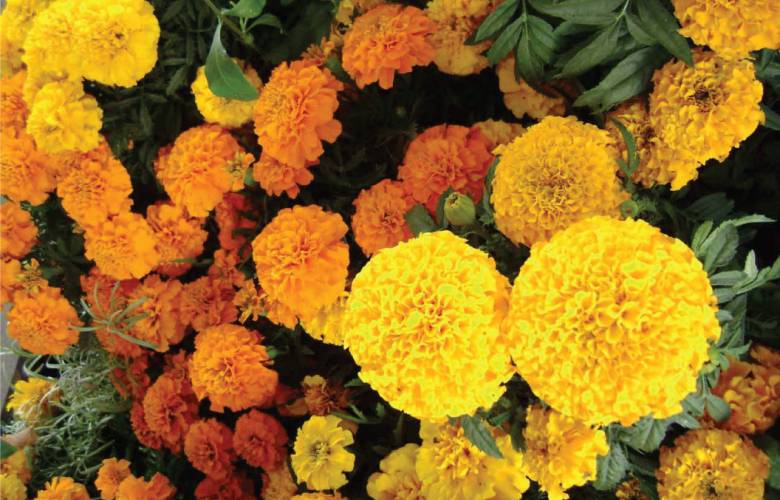 Aumenta venta de flor de cempasúchil