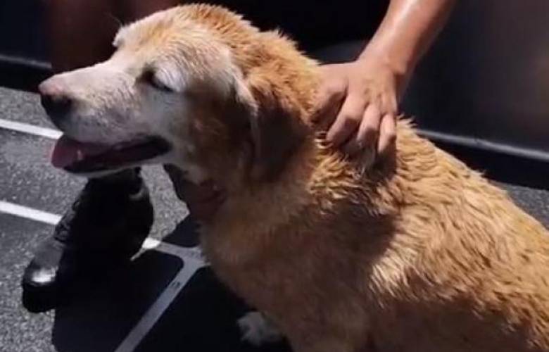 Rescatan a perrita que se ahogaba en el mar de Yucatán. 