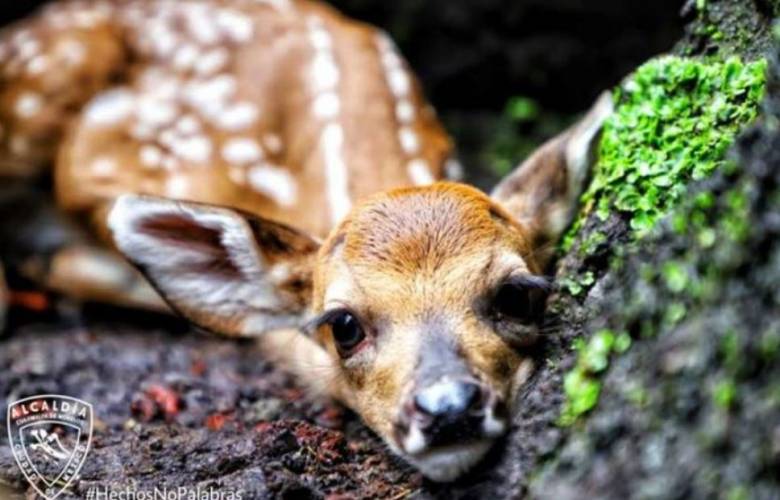 Nacen 5 venados cola blanca en el Desierto de los Leones