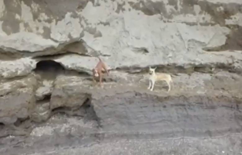 Video muestra a perritos atrapados en socavón de Puebla
