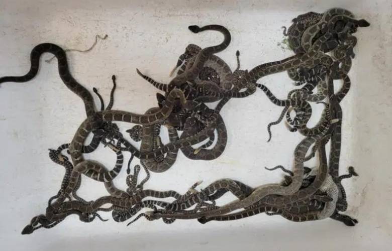 Hallan nido de serpiente en casa de una mujer 
