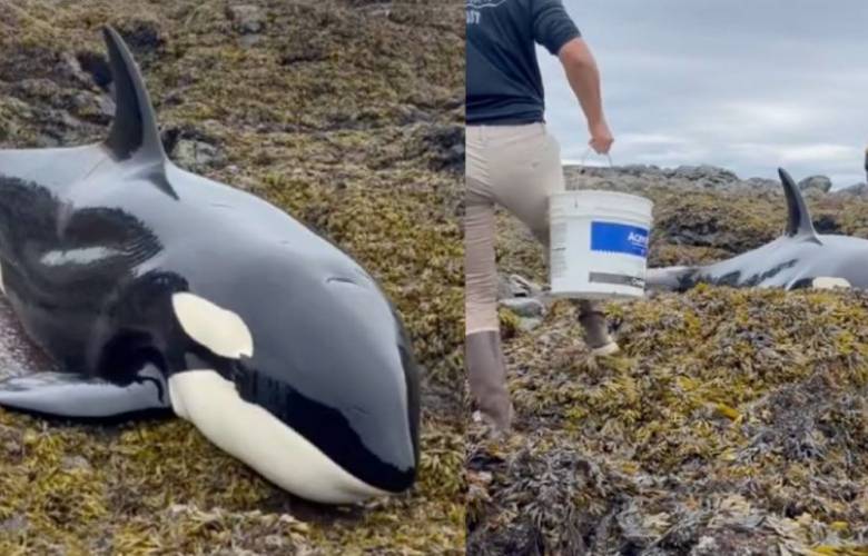 Ayudan a una orca a regresar al mar en Alaska