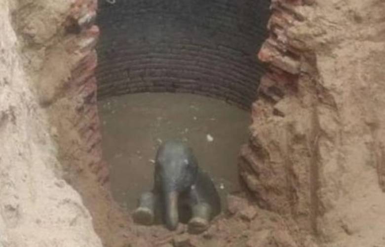 En la India; rescatan a bebé elefante tras caer a un pozo de 10 metros