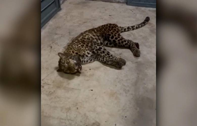 Leopardos escapan de un parque tipo safari en China