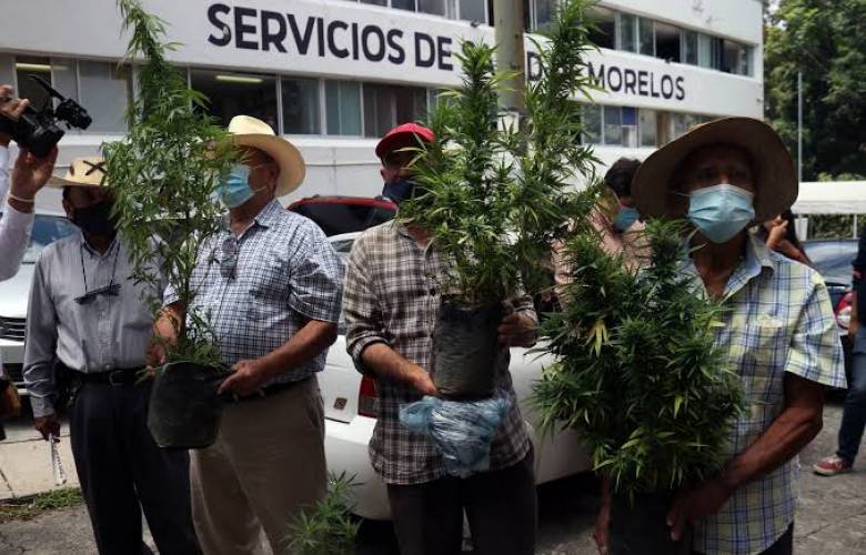Tetecala, Morelos, busca ser el primer pueblo cannábico en México. 