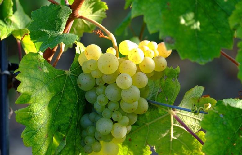 Día Internacional del Sauvignon Blanc