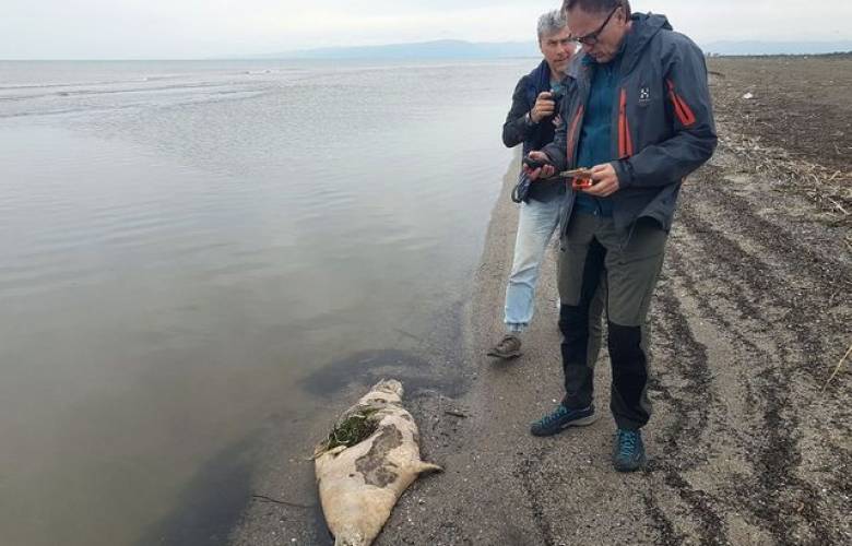 Al menos 170 focas fueron encontradas muertas en las orillas del Mar Caspio, cerca de Rusia