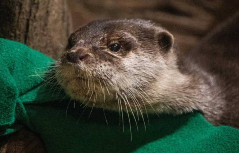 Detectan brote de Covid-19 en nutrias de acuario de Atlanta