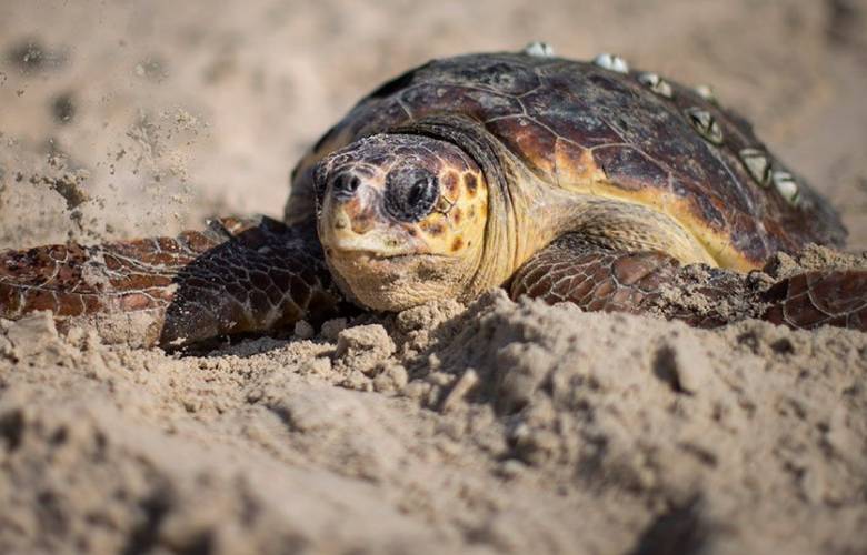 Genera alarma en Baja Californi aSur, muerte masiva de tortugas caguama. 