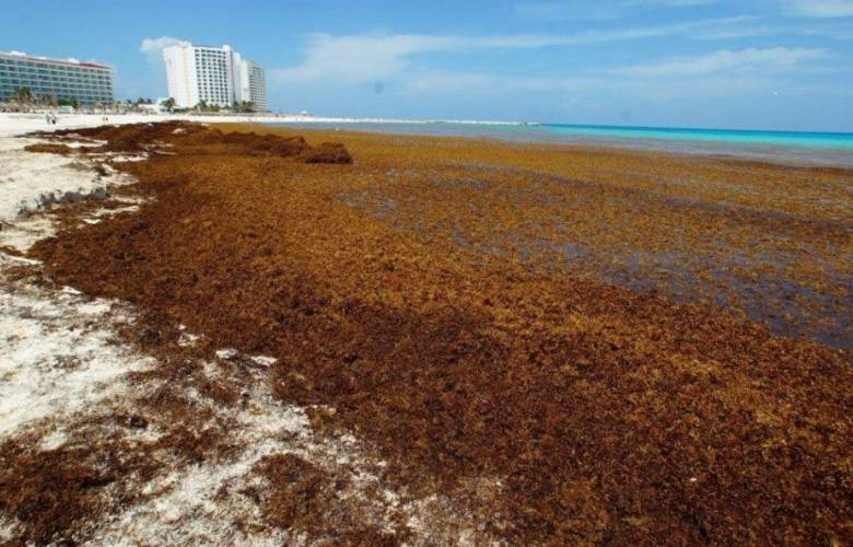 Unas 40 playas de Quintana Roo tienen gran presencia de sargazo