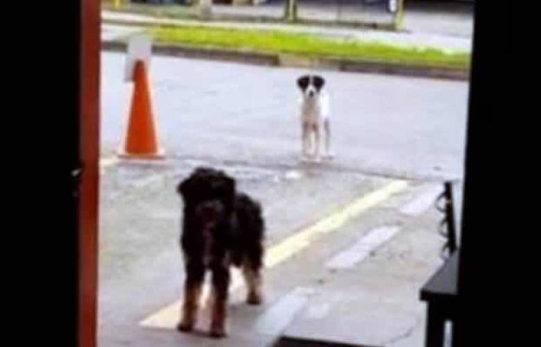 Adorable: Perrito callejero invita a otro a comer a un restaurante