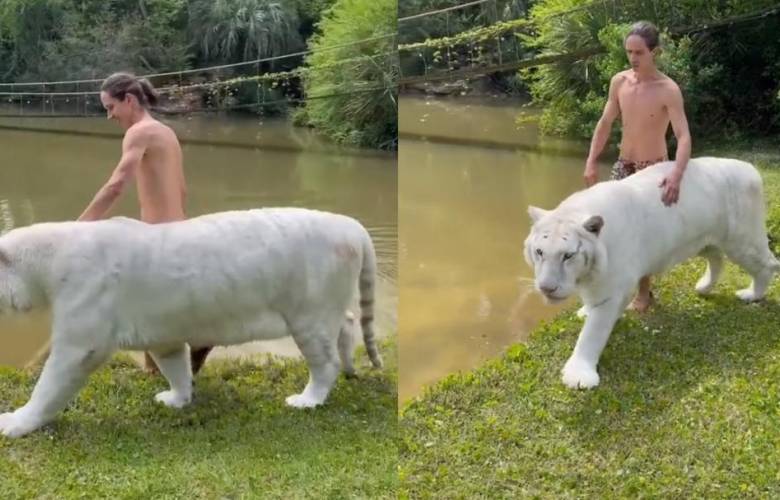 Hombre presume amistad con un enorme tigre blanco; se hace viral en TikTok