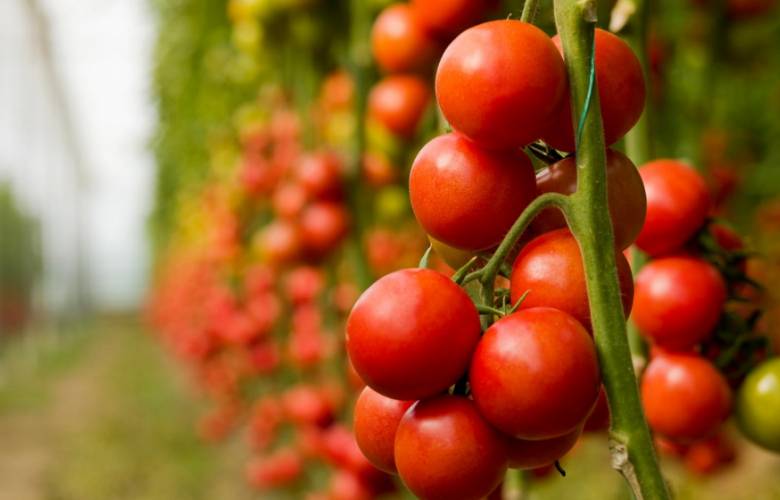 Advierten por posible aumento en producción de tomate