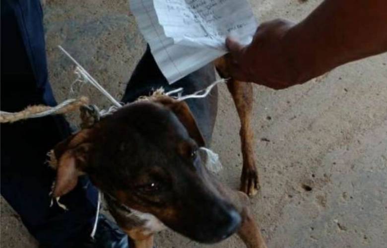 Â¡Sorprendente! Detienen a perro que transportaba correo en cÃ¡rcel de PanamÃ¡