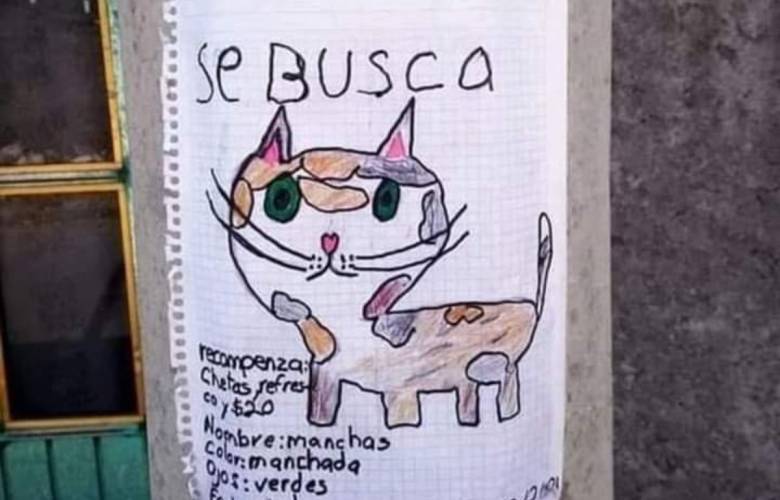 Un dibujo, unos cheetos, un refresco y $20: así buscan a su gatita