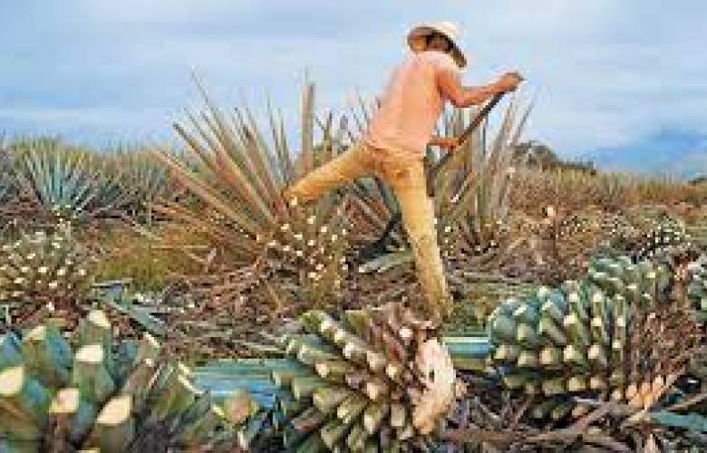 El Tequila se convierte en la primera bebida alcohólica libre de deforestación