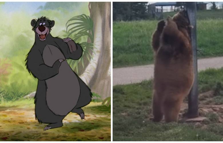 Se vuelve viral video de oso bailando 