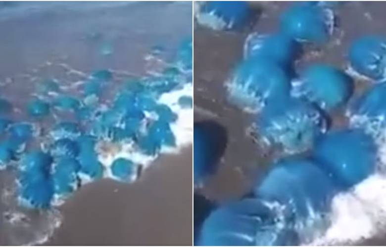 Aparecen medusas azules en Baja California Sur 
