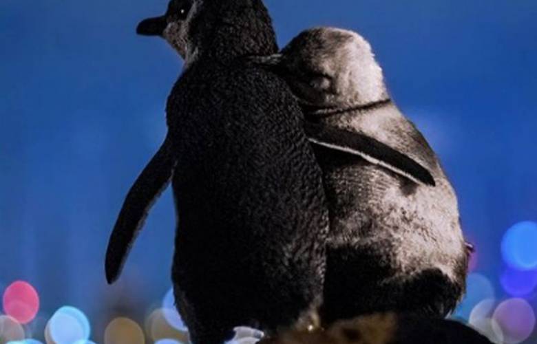 Fotos de pingüinos abrazados se hace viral, te contamos la historia