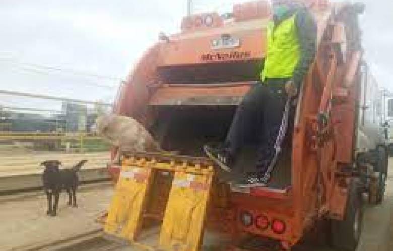 Un recolector de basura Perrito se equivoca de camión y se pierde 