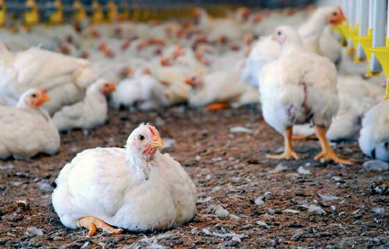 Por brote de gripe aviar Francia sacrifica a 10 millones de aves
