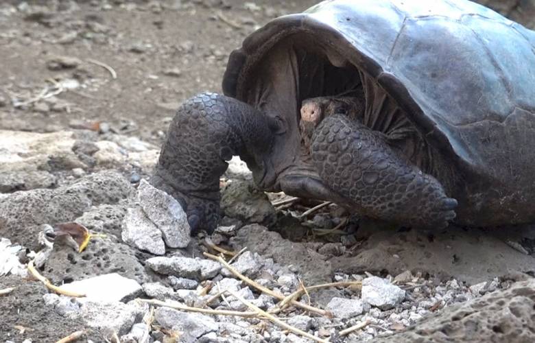 Encuentran tortuga gigante que se creía extinta en Islas Galápagos