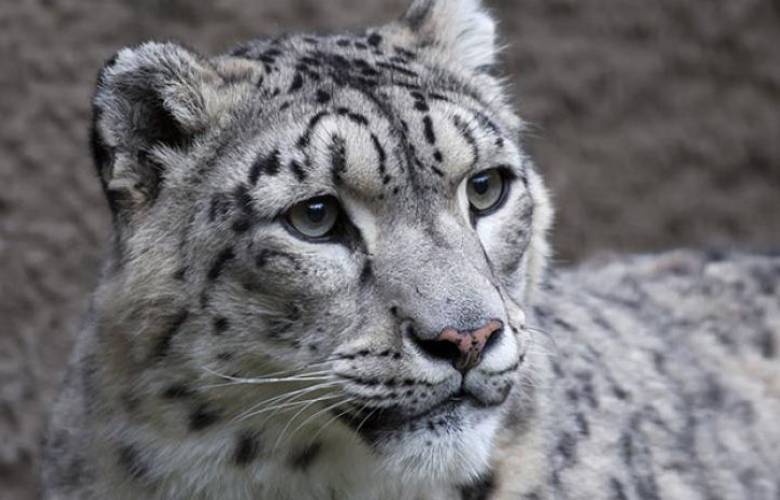 EU: Muere leopardo en zoológico; presentaba síntomas de Covid