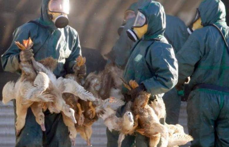 China: Primer contagio humano de gripe aviar H10N3