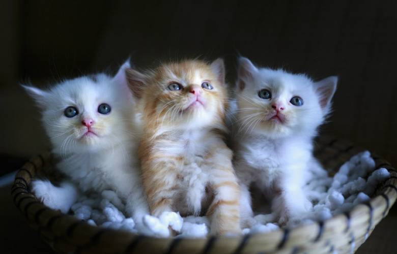 Gato Fest 2021 se celebrará de manera virtual y buscará ayudar a más de mil 500 felinos