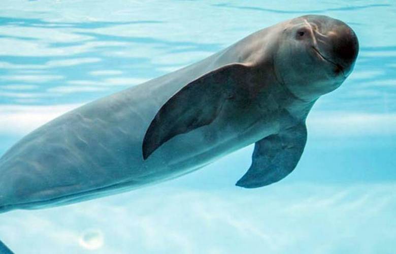Buscan en salvar a la vaquita marina 