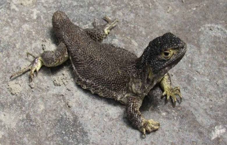 Descubren en Perú nueva especie de lagartija 