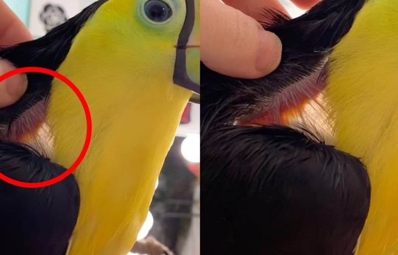 Video de un tucán se hace viral en redes sociales tras mostrar un pedazo de piel 