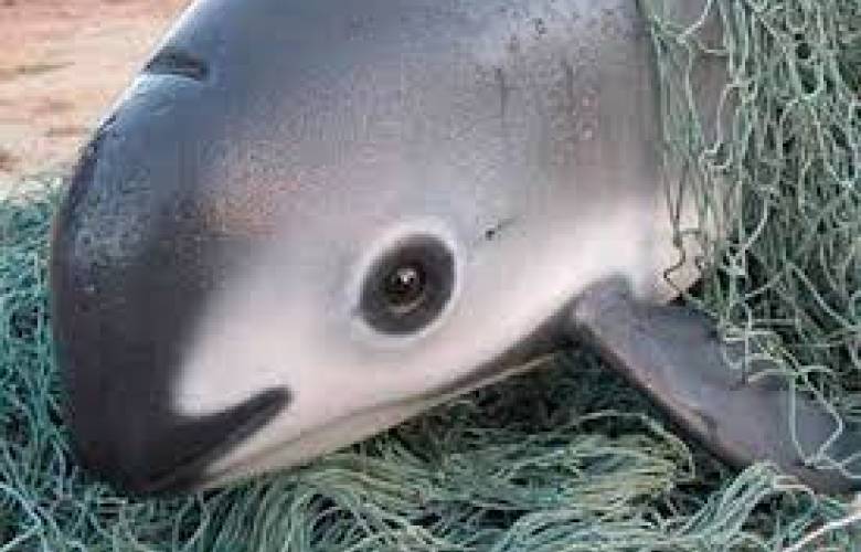 Invierten 2 mdp para contar las vaquitas marinas restantes en Golfo de California