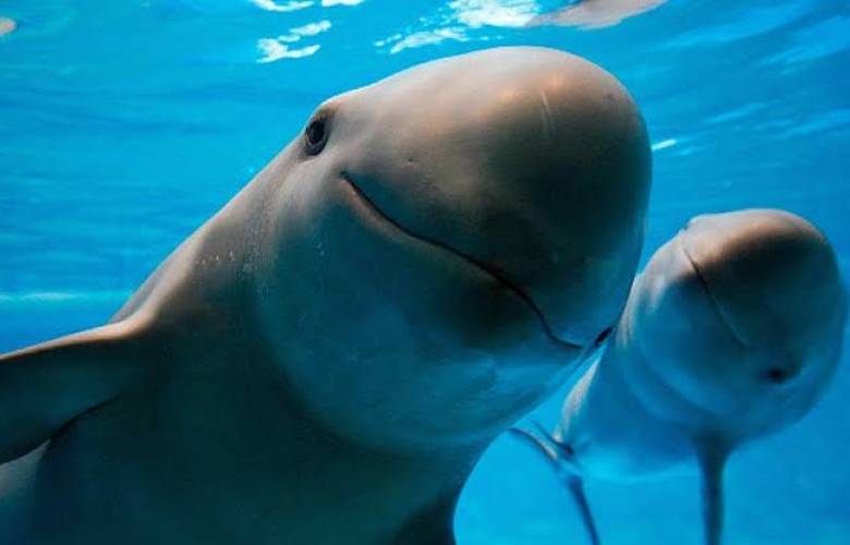 Extinción de la vaquita marina podría ser inminente; solo quedan 10 ejemplares en el mundo
