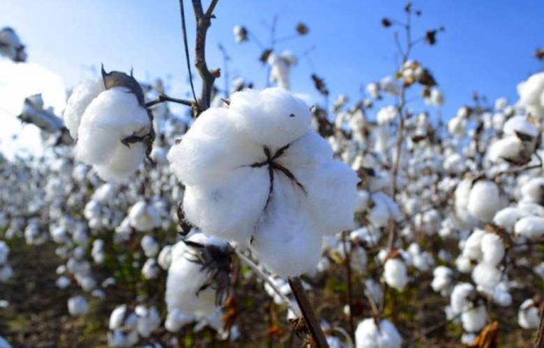 Las prendas de algodón no contaminan al planeta ¿lo sabías?