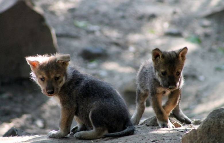  Nacen lobos â€˜Sejeâ€™ mexicanos en el zoológico de Chapultepec 
