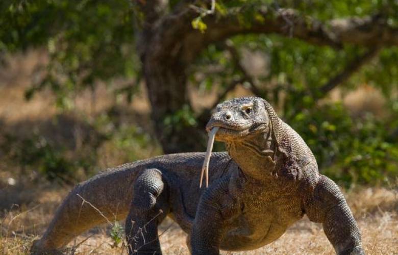 Dragón de Komodo, en peligro de extinción a causa del cambio climático. 