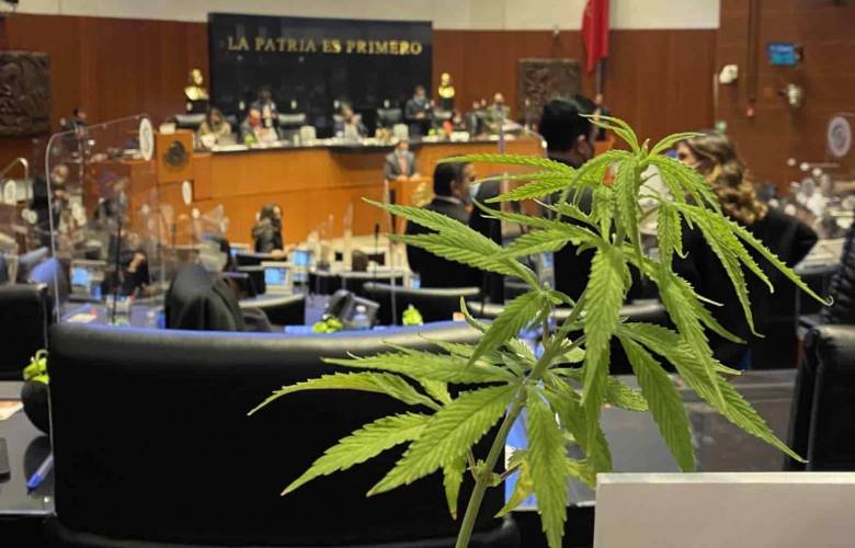 Senado se alista para discusión sobre regulación del uso lúdico de la cannabis.